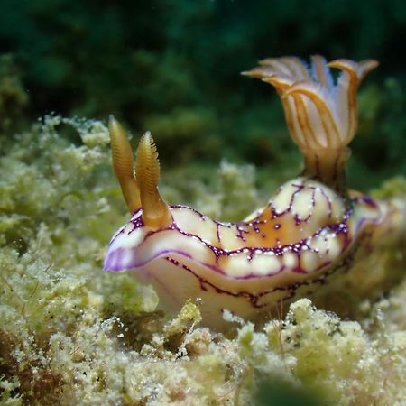 Amila Dive Beach Resort Sipalay Luaran gambar
