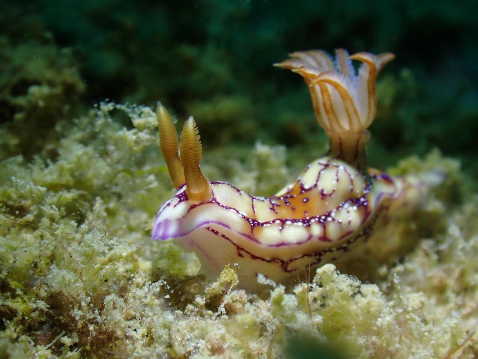 Amila Dive Beach Resort Sipalay Luaran gambar